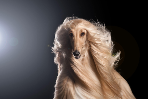 Afghan hound – the most popular sorority girl