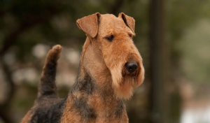 Airedale Terrier – the pastor’s kid gone wild