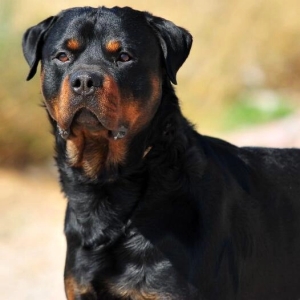 Rottweiler – he seems like a cool dude and always has the hook up for you, but there’s always a chance he might tear your head off at a moment’s notice
