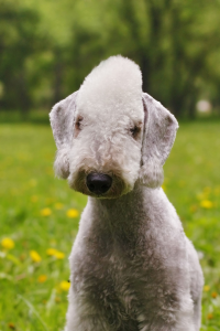 The Bedlington Terrier – the on-campus alien and just one of the good college dogs