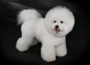The Bichon Frise – the stereotypical sheltered kid