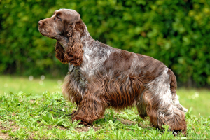 The English Cocker Spaniel – the loveable British chap